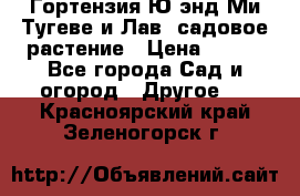 Гортензия Ю энд Ми Тугеве и Лав, садовое растение › Цена ­ 550 - Все города Сад и огород » Другое   . Красноярский край,Зеленогорск г.